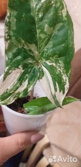 Сингониум imperial вайт