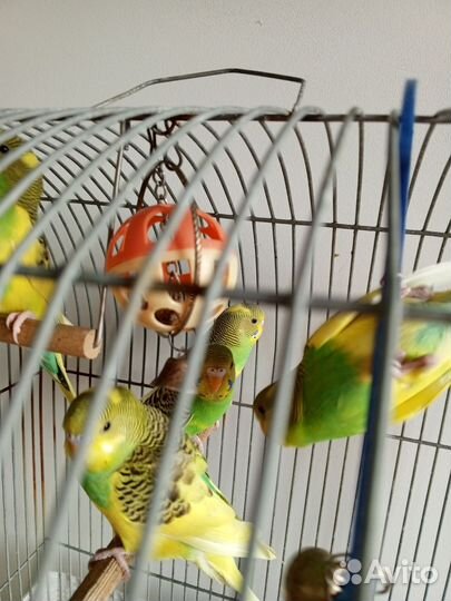 Волнистый попугай