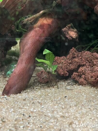 Аквариумные растения прополка, тесты для аквариума