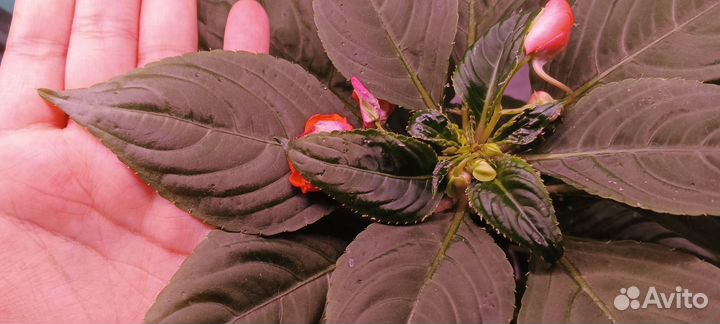 Бальзамин рыжий