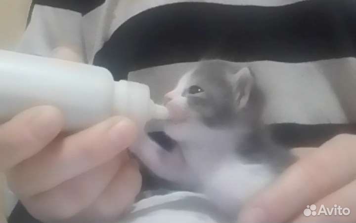 Выкорм новорожденных котят