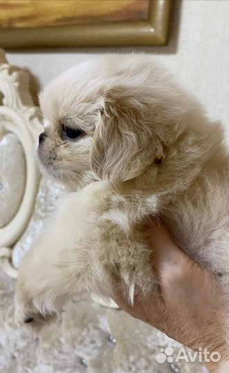 Зефирный малыш