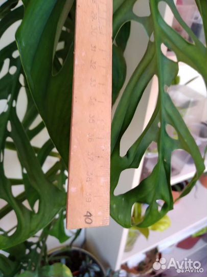 Монстера Monstera epipremnoides Esgueleto