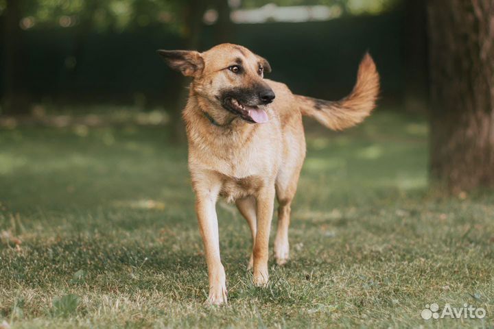 Собака в добрые руки