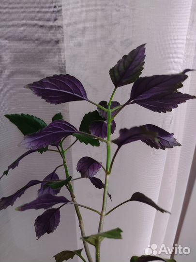 Драцена. Нефролепис