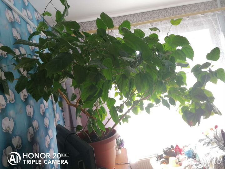 Роза домашняя гибискус