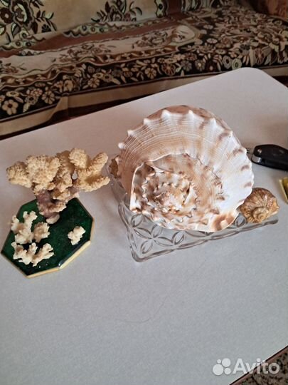 Коралл и ракушки
