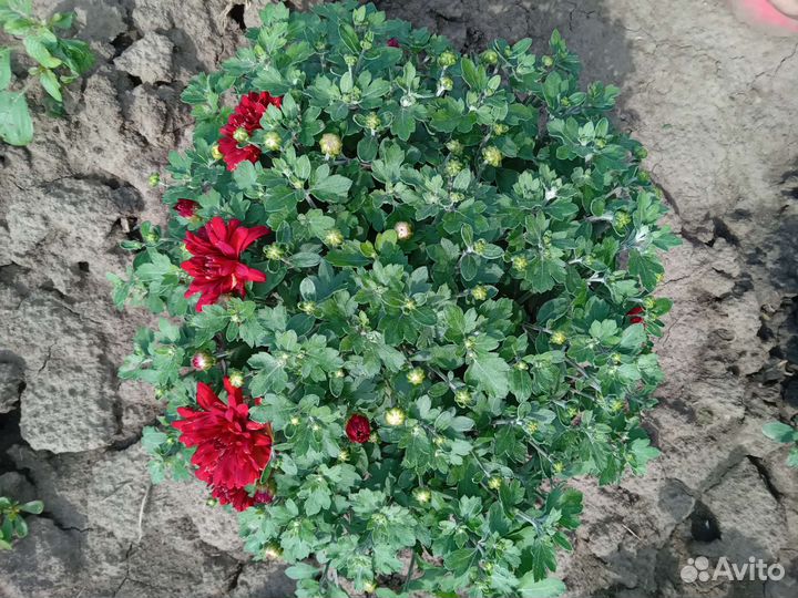 Хризантемы мультифлора