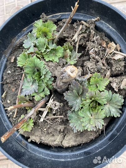 Аконит или борец