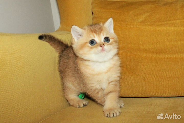 Золотой мальчик