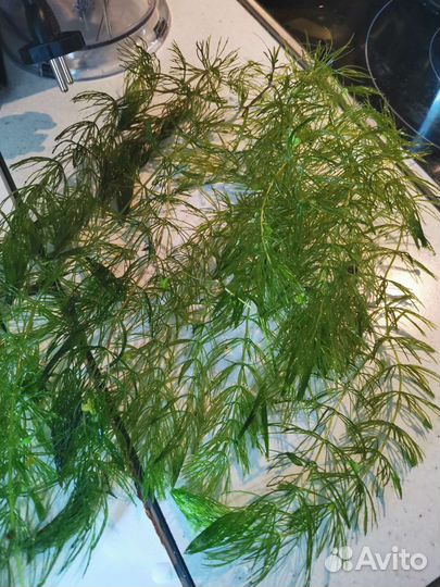 Роголистник для аквариума