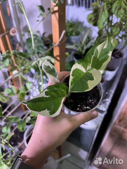 Эпипремнум энджой