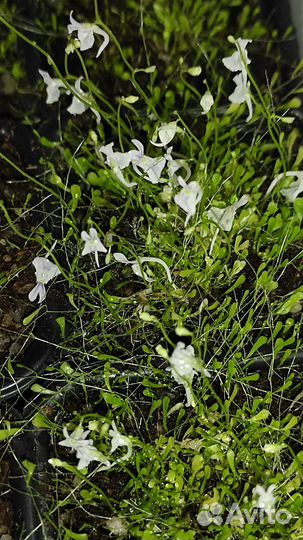 Utricularia sandersonii,пузырчатка Сандерсона