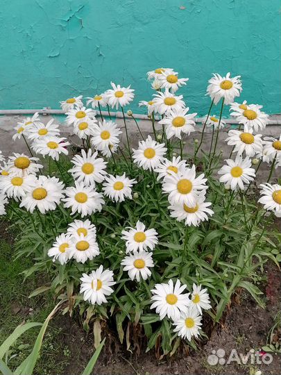 Ромашка садовая