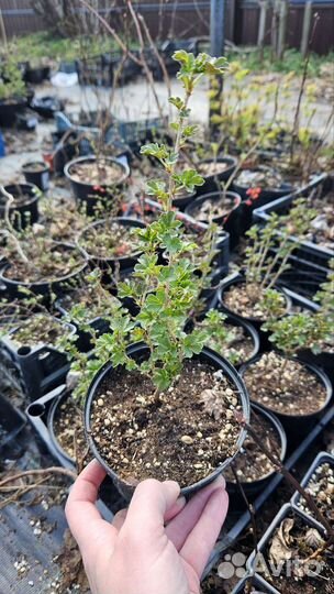 Крыжовник Северный капитан