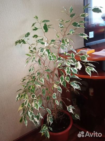 Фикус бенджамина