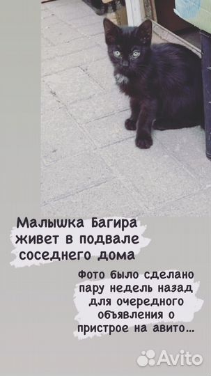 Котенок