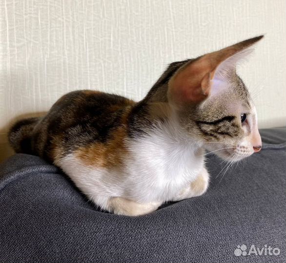 Котёнок ориентал