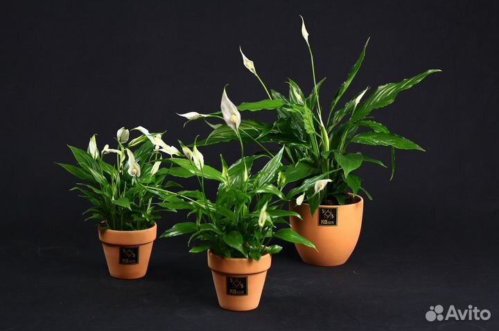 Спатифиллум