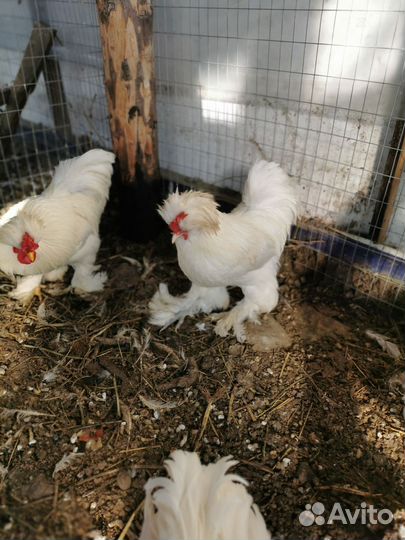 Петушки и курочки Карликовой породы