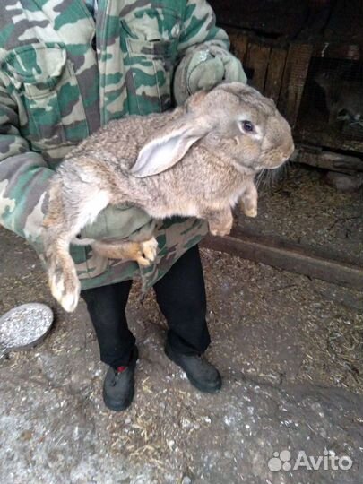 Кролики Фландеры