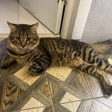Бенгальский длинношёрстный котёнок