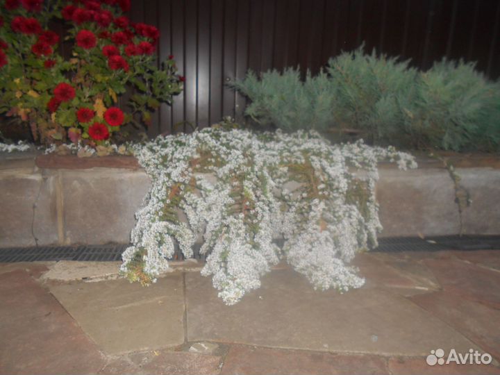 Растения цветы