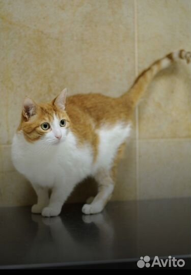 Кошки бесплатно