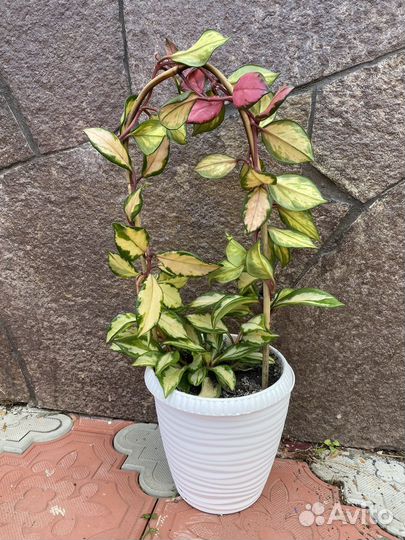 Хойя карноза триколор