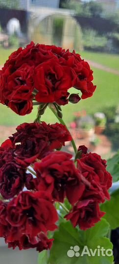 Пеларгония,герань