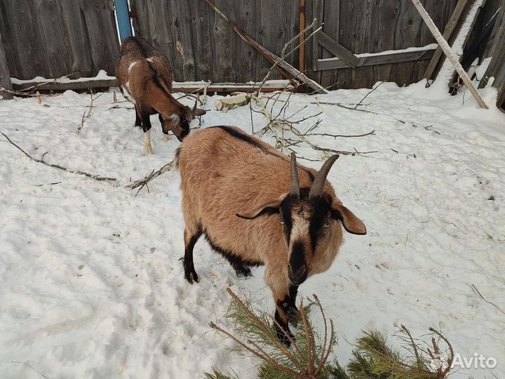 Коза нубийская
