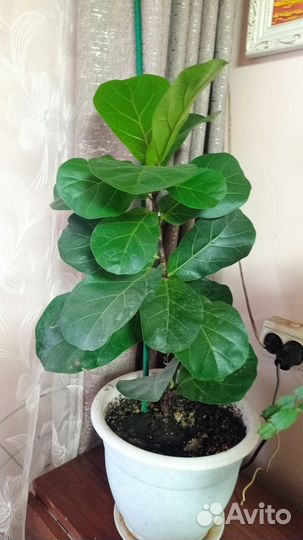 Цветы домашние. Большие, взрослые цветы