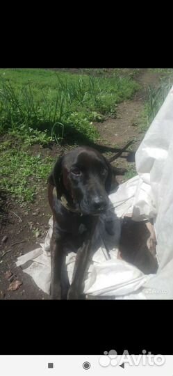 Метис лабрадора