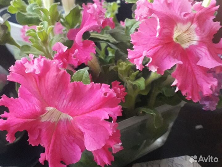 Рассада петунии