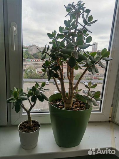 Денежное дерево