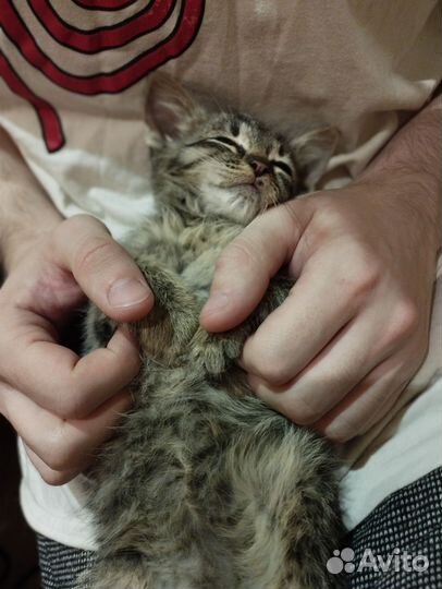 Котенок в добрые руки