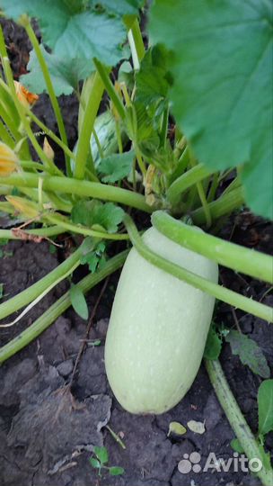 Вишня, ирга, кабачки