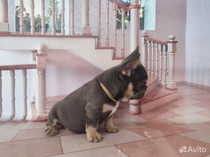 Флаффигеная девочка