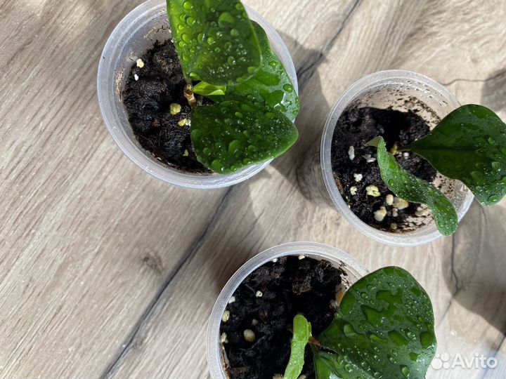 Фикус Грин дрим