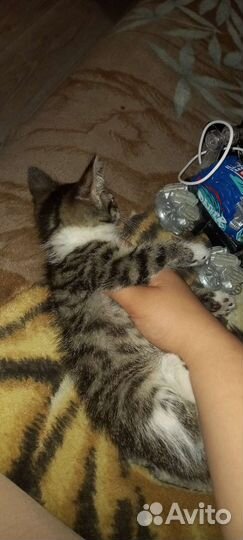 Котята 2 месяца (мальчик и девочка )