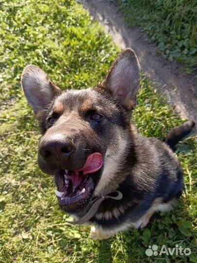 Ларс в добрые руки