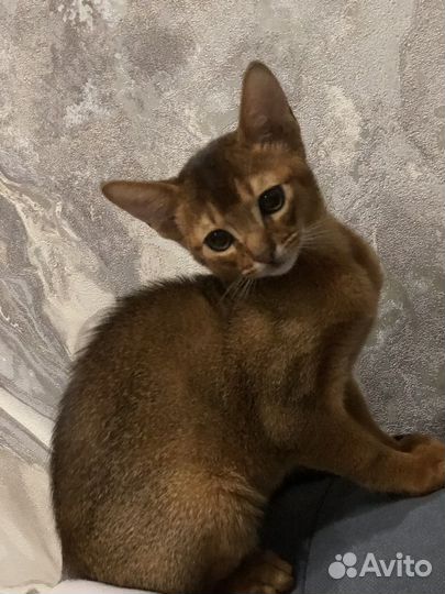 Абиссинские котята