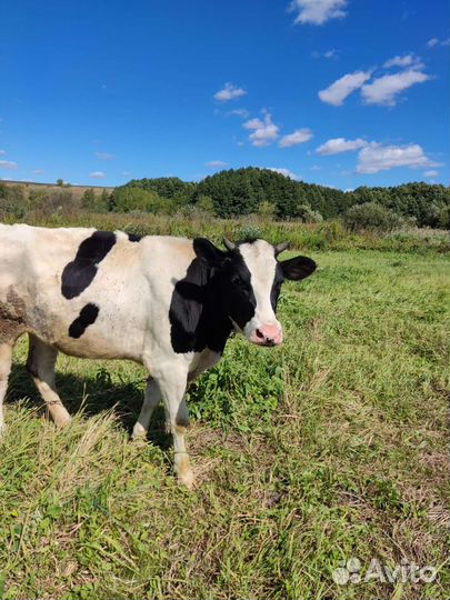 Тёлочка Голштинка