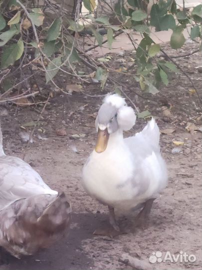 Продам селезня