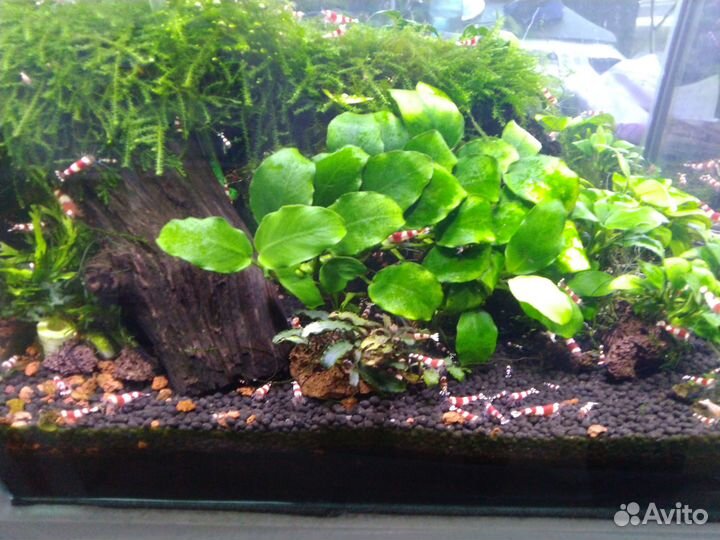 Креветки красный Кристалл, мох