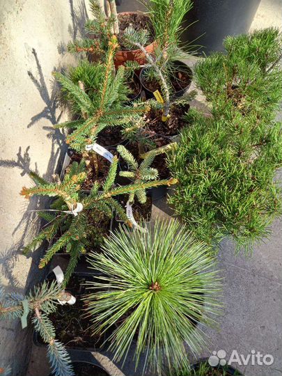 Сосны, ели, пихты