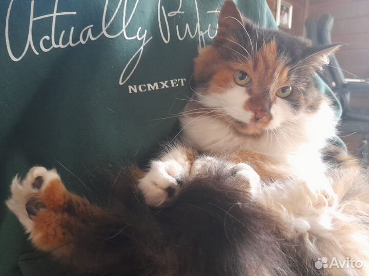 Кошечка в добрые руки