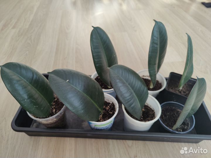 Фикус каучуконосный эластика