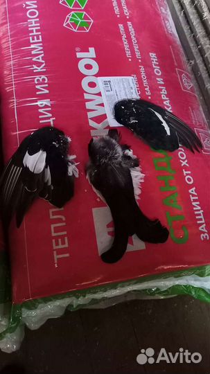 Перья разных птиц