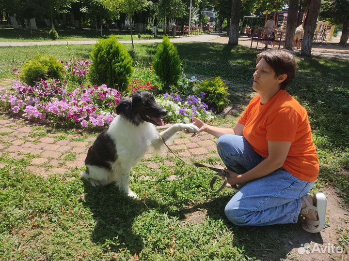 Собака в добрые руки